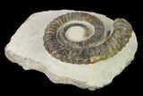 Early Devonian Ammonoid (Anetoceras) - Tazarine, Morocco #154699-2
